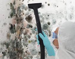 Why You Should Choose Our Mold Remediation Services in Brea, CA